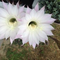 Medhat 🇪🇬 𓅓𓅂𓂧𓉔𓄿𓏏 (@medi1) 's Twitter Profile