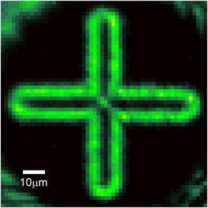 The ultracold atoms group at University of St Andrews, led by Dr Donatella Cassettari. Twitter support from @grahamdbruce