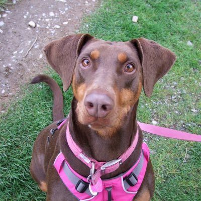 I'm a rescue dobe (11/12/11 - 22/06/19), living with hoomans in Wales. Hoomans are assuming control of tweets.