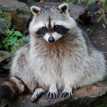 araigmaformed's profile picture. 人生は冒険