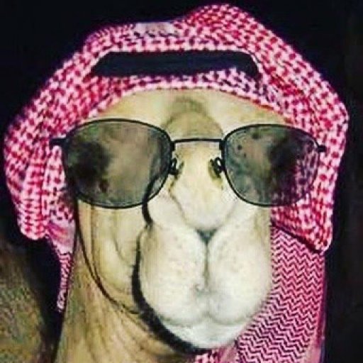 Arabs are my Discovery channel and Kim Kardashian is my Um Hilal.