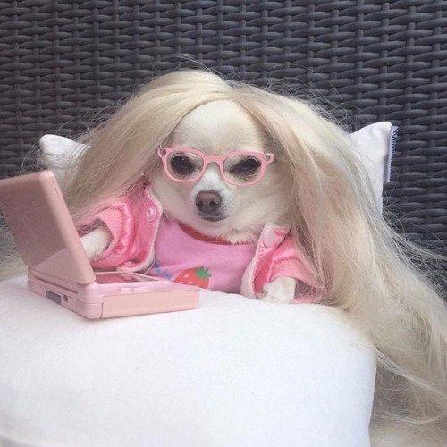 ironicanine's profile picture. 