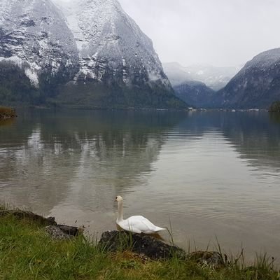 eng_m_aladwani's profile picture. ‏‏ما يلفظ من قول إلا لديه رقيب عتيد