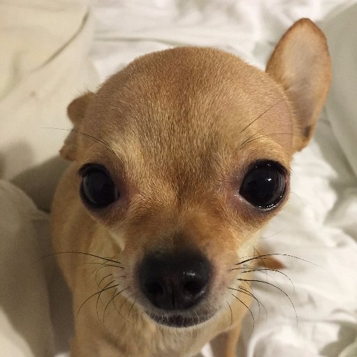 houndandbarkin's profile picture. 