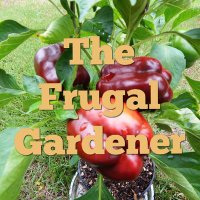 The Frugal Gardener #TheFrugalGardener(@frugalgardeners) 's Twitter Profile Photo