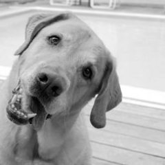 iheartlabrador Profile Picture