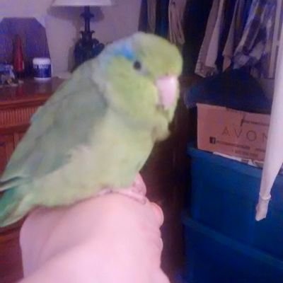 i love birds and any animals. Learning i desire, along with music, and attaining truthful education on world events and cultures..love the white stripes