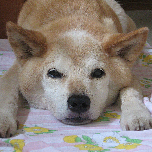 perro33's profile picture. ワン。※好きな食べ物はりんごです。フォローやメンション頂いたのに気付かないことが多くてすいません。あと、血液型はA型で、好きな食べ物はりんごです。