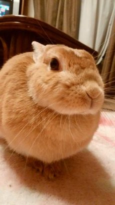 ネザーランドドワーフのホット🐰(13歳5月7日お月さまに)♀
亀のかめたろう🐢(21歳)♂