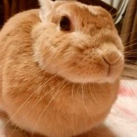 ハル (@haruhot216) 's Twitter Profile