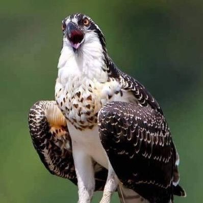 Hassan57440157's profile picture. 