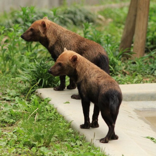 Komaki_Ascot's profile picture. 休日は動物園、航空祭、バンド活動なんかをしています