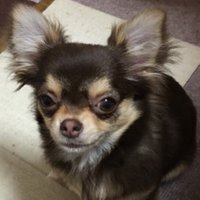 しょこら (@kireisuki1104) Twitter profile photo