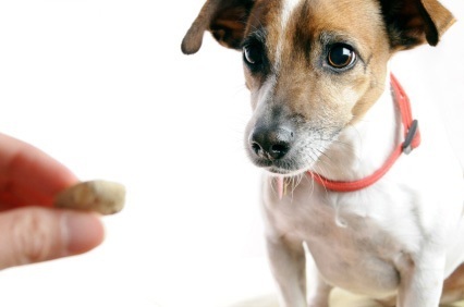 Dedicated to promoting good puppy and dog parenting among pet people :)