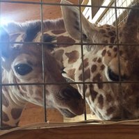 Tajiri The Giraffe (@tajthegiraffe) 's Twitter Profile Photo Tajiri The Giraffe (@tajthegiraffe) 's Twitter Profile Photo