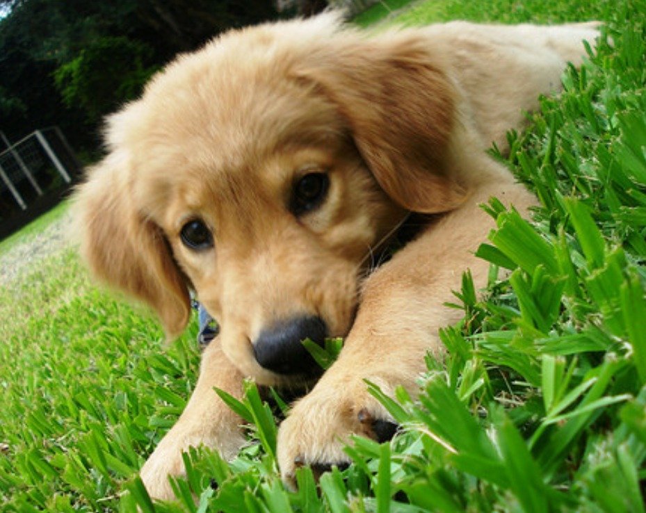 Perfil dedicado aos bichinhos de 4 patas
Denúncias e exposição de pessoas que cometem esse tipo de crime