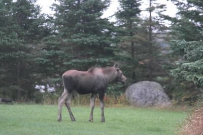 op_harris_qrt37's profile picture. rf rad haz