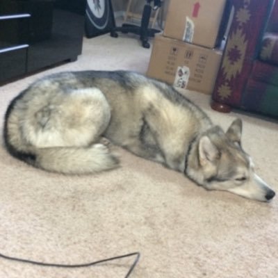 TannerWilks18's profile picture. 