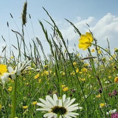 nowcrueltyfree's profile picture. go #CrueltyFree. animals are not ours to eat, test on or torture! #AnimalsMatter