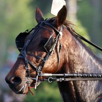 Woodbine Photos(@woodbinephotos) 's Twitter Profile Photo