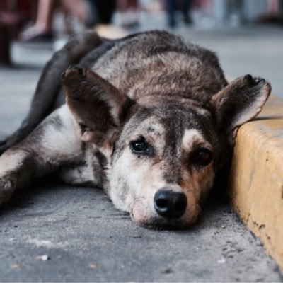 Project Street Dog Profile