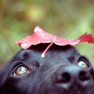 K9ConnectionMa1's profile picture. Offering professional certified dog training.