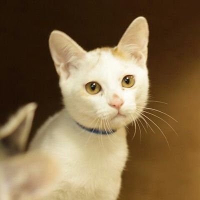 arujira21's profile picture. 横浜市在住の猫好きです。