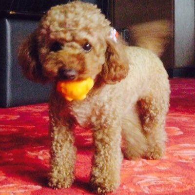 tiodeltish's profile picture. Il offre sa confiance et son amour. ボルダリングと自転車と飲酒と.