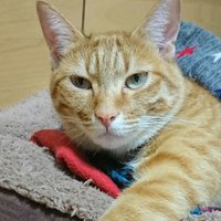 リュウジ (@mixw4y2fpnuz8dn) 's Twitter Profile