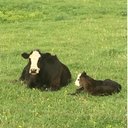 Ron Anderson - @nebcow - Twitter