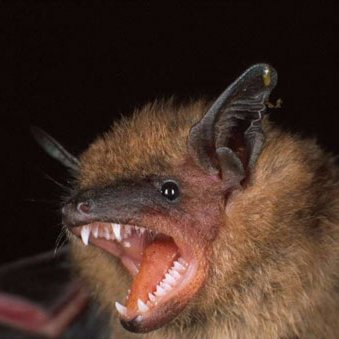 Bat Specialists of Michigan is here for all your bat removal needs call 248-800-4126