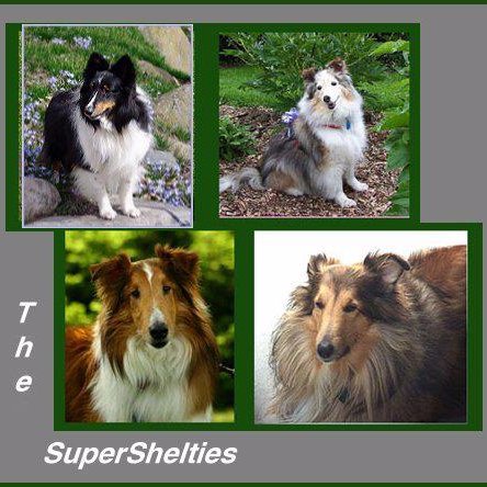 supershelties's profile picture. Life with a SuperSheltie was always an adventure-many lessons were learned along the way about love, joy, living life to the fullest, & never trusting squirrels