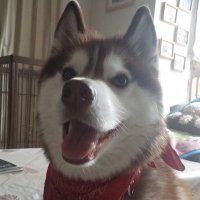 Ryo (@mocoryo) 's Twitter Profile