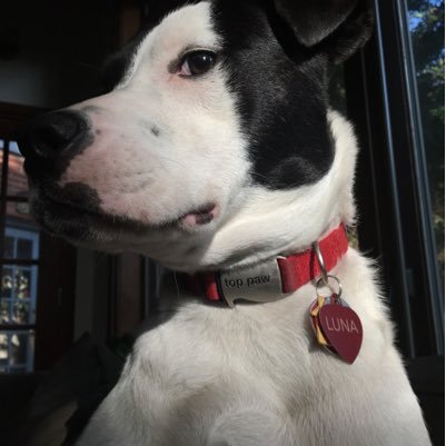 DogPundit's profile picture. A dog's gotta speak when democracy is at stake. We learned from the first Trump debacle how fragile it is.