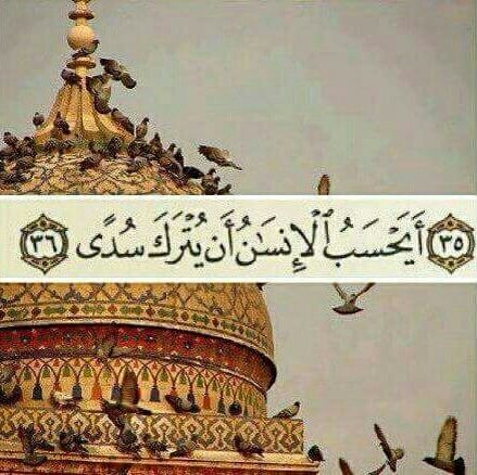 asma_alsaba's profile picture. 