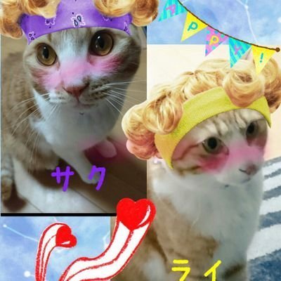 愛猫兄弟のサクとライと子猫ラズ、のの💕😊仲良し4ニャンず💝猫ちゃんが大好き過ぎてポチッと💝 

 無言フォローは気付かない事が多々😗
通知不具合中💦

画像転載❌多忙な為リプ遅れがち😰   #猫好き   #猫繋がり  #茶トラ  #兄弟猫  #子猫   #猫モフ




   Mr.Children💕