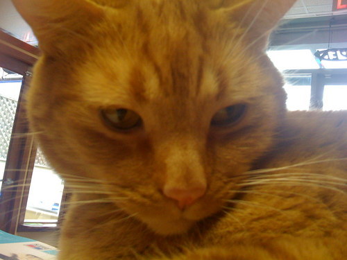 westvanpetcare's profile picture. 