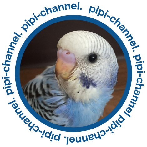 Grown-up record of my budgie Pipi. セキセイインコ♂2015.9.29「ピピ」の成長日記のチャンネルです。pi(•ө•)♡ YouTubeではインコのピピの「Star Wars R2-D2声マネ」や、おしゃべり動画なども載せています！