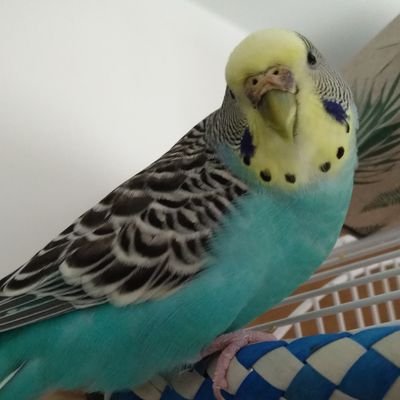 I'm Alain and am bird mom to 2 cute blue budgie named Cas and Louie. Currently 27, Cas is 7 and Louie is about 2. Personal account, possibility of NSFW retweets