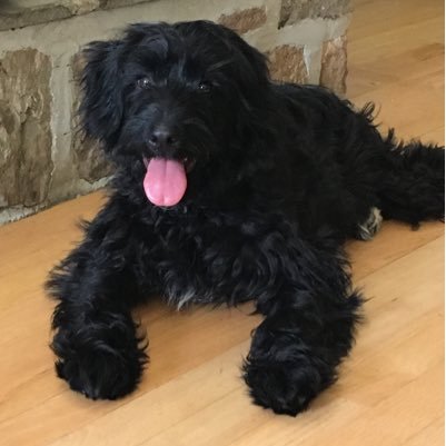 Riggsontherun's profile picture. Aussie Miniature Goldendoodle Mix