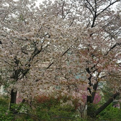 cmy0498's profile picture. 