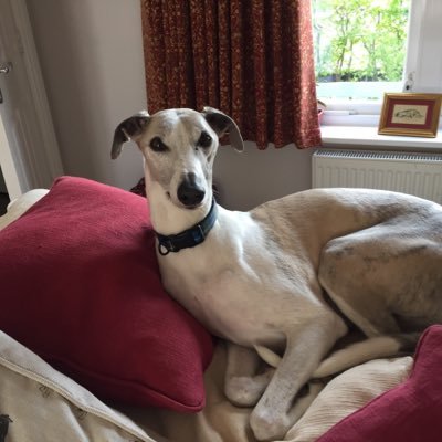 I am Kai whippet living with TessTess doggy🌈Rooby🌈 Sammy Shelby Dylan Anna Chase and lots of foster whippets. I love my life 😁#zoomboi