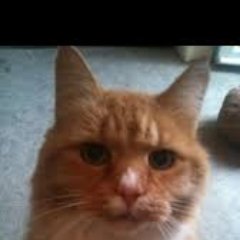 Love my cat + Photography lover - in no particular order.