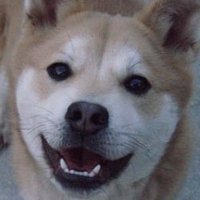 わん道 (@b_dbamboolight) 's Twitter Profile