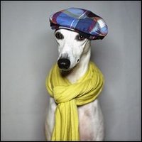 Whippetinns (@whippetinns) 's Twitter Profile
