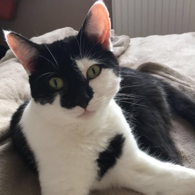 picca_kittycat's profile picture. 