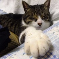 5cm盆栽 (@5cm_bonsai) 's Twitter Profile Photo 5cm盆栽 (@5cm_bonsai) 's Twitter Profile Photo