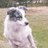 Snoopcollie's profile image