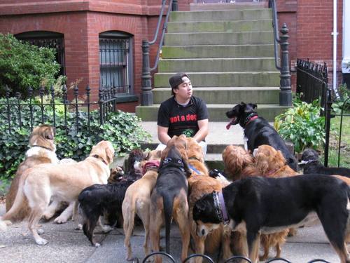 🇨🇴🇺🇸 🐕🐕‍🦺🦮🐩🐕‍🦺🦮🐩🌲🌳🌲🌳