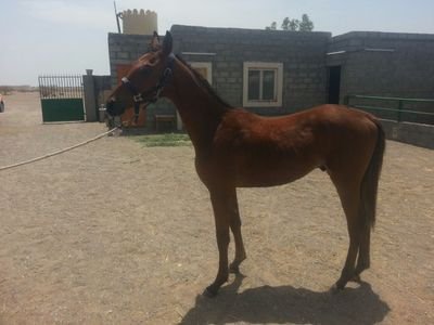 Gh901550's profile picture. ‏نمشى على كف القدر ولا ندرى المكتوب